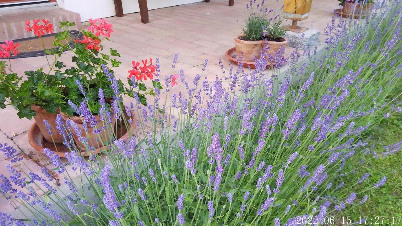 Almafas Vendeghaz Orseg Villa Kerkakutas Екстериор снимка